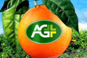 Сопровождаем систему мониторинга сельскохозяйственных рынков The AgPlus Network